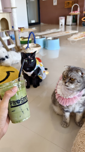 Cat cafe By Prosper. - อำเภอเมืองนครปฐม