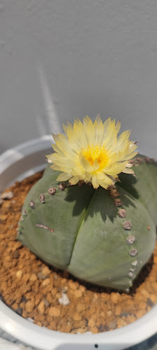 Cac & Cup - เมือง