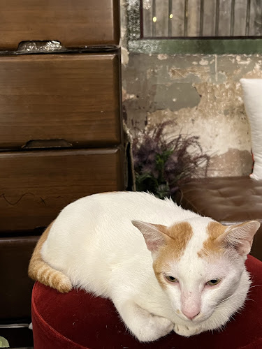 Opinii despre ไฟโฟ โอลด์ทาวน์ คาเฟ่ แอนด์ ฟลอรัล în อำเภอเมืองนครราชสีมา - การบริการอาหารและที่พัก