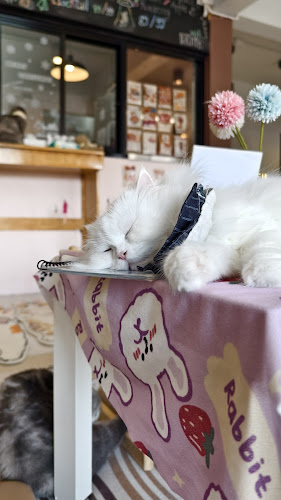 Cat cafe By Prosper.
