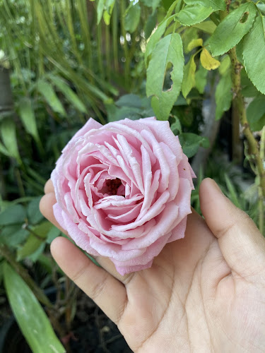 Rose Flower Coffee - เมือง