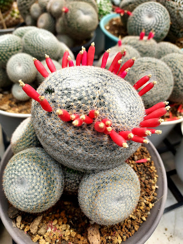 Comentarii opinii despre ดาวอาหารเจ