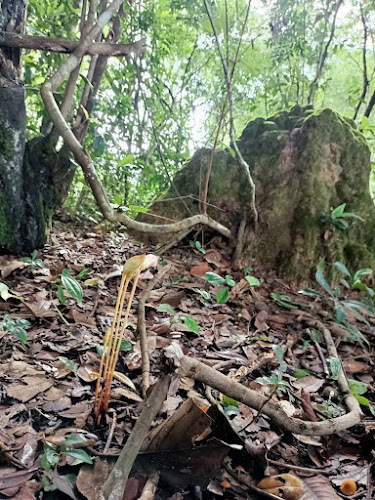 Comentarii opinii despre KaribuKoff Ubon