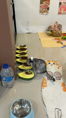 Comentarii opinii despre Cat cafe By Prosper.