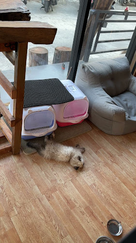 Cat Cafe by Cafe Meow Samui - การบริการอาหารและที่พัก