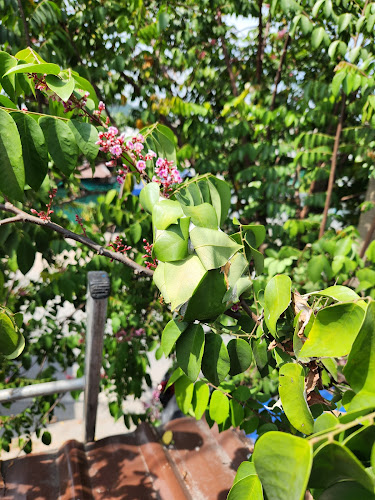 สมพรอาหารป่า-ทะเล