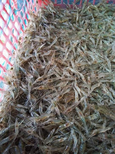 แพร่ กุ้งเต้น - การบริการอาหารและที่พัก