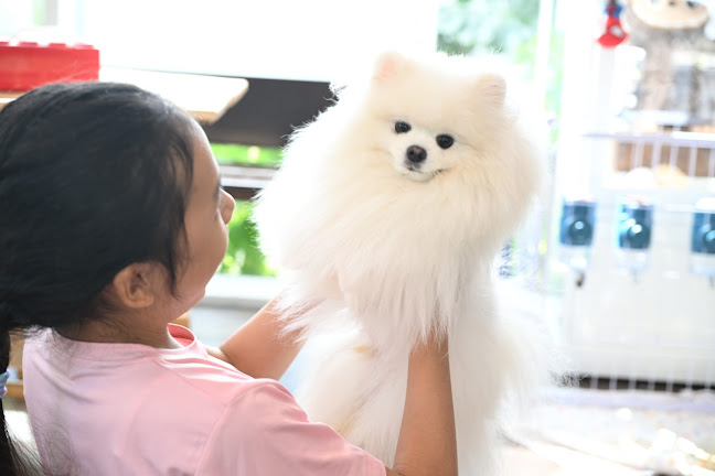 Comentarii opinii despre Lang Baan (หลังบ้าน) Dog Cafe & Pet Friendly