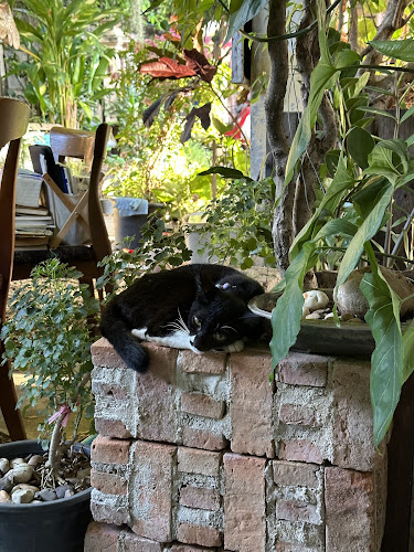 อิงอาศัย - เมือง