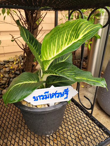 Make today a Happy day - การบริการอาหารและที่พัก