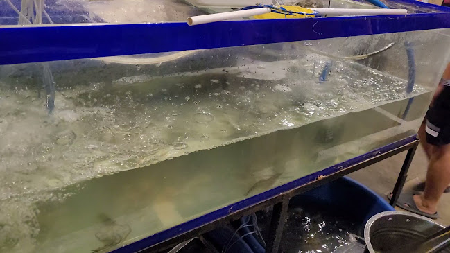 Comentarii opinii despre ฮะฮะคุมะบุฟเฟ่ แซลมอน ทะเลเผา หมูกระทะ Hahakuma Buffet (The seafood BBQ Buffet เก่า)