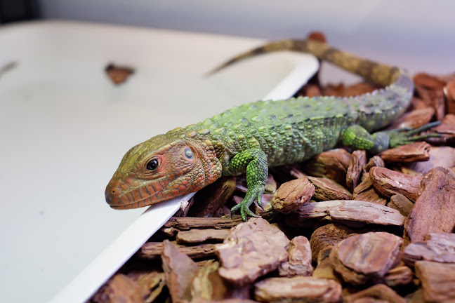 Tang Toh - การบริการอาหารและที่พัก