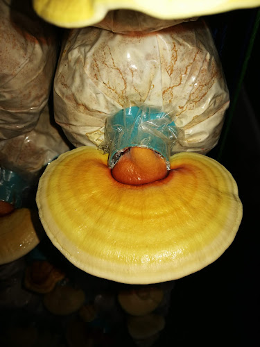 Opinii despre ร้านอาหารดาบกิจ în อำเภอเมืองภูเก็ต - การบริการอาหารและที่พัก