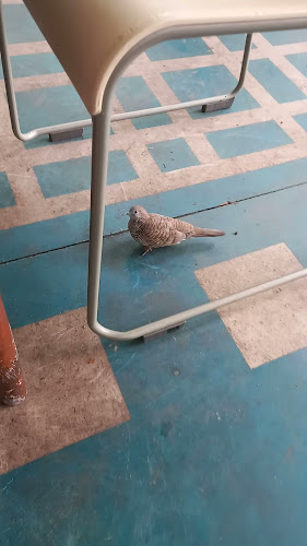 Comentarii opinii despre ร้านชมคลอง​ (ป้าเปิ้ล)​ก๋วยเตี๋ยวเรือ, ผัดไทย, อาหารตามสั่ง, สเต็ก, กาแฟสด