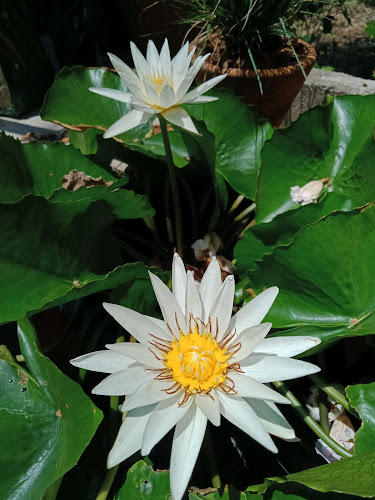 Opinii despre ร้านกาแฟข้างบ้าน@ละหาร în อำเภอท่าแซะ - การบริการอาหารและที่พัก