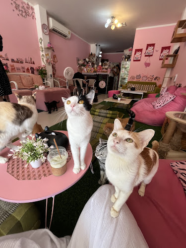Neko Cat Cafe - Phuket