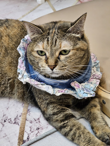 Cat cafe By Prosper. - อำเภอเมืองนครปฐม