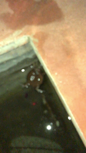 Opinii despre ร้านอาหาร ปาล์มเมอร์ în อำเภอเมืองภูเก็ต - การบริการอาหารและที่พัก