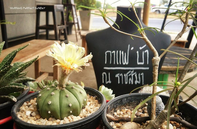 Cafe' Bar(กาแฟ 'บ้า ณ ราชสีมา) - การบริการอาหารและที่พัก