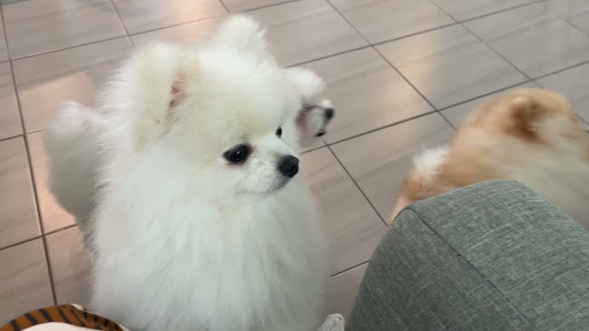 Lang Baan (หลังบ้าน) Dog Cafe & Pet Friendly - อำเภอปากเกร็ด