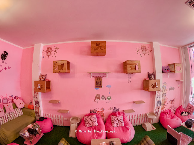 Neko Cat Cafe - Phuket