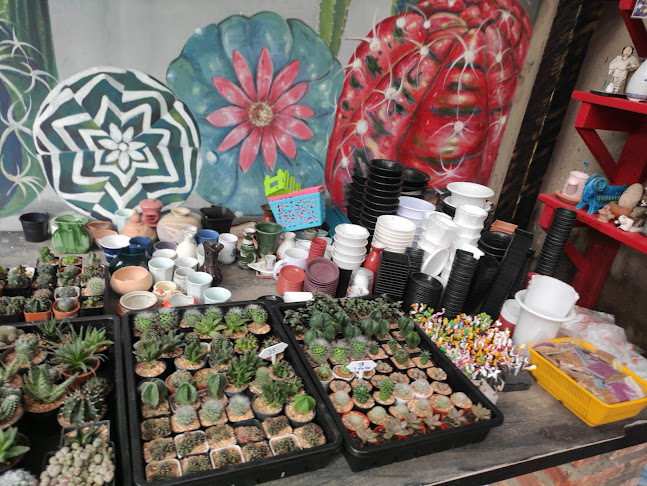 Homecoftus (Pae-cactus) - การบริการอาหารและที่พัก