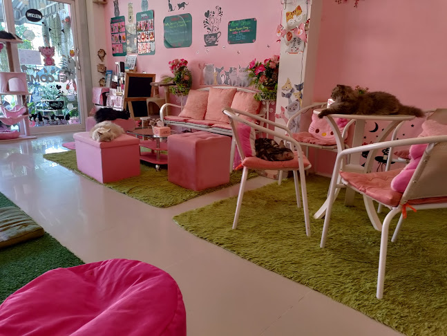 Neko Cat Cafe - Phuket