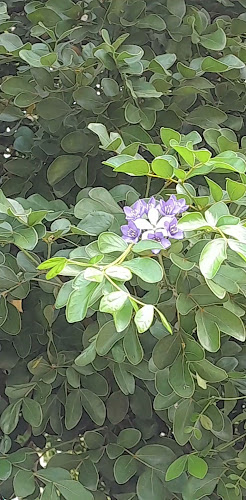 ร้านอาม่าโฮมเมด 121/48 - การบริการอาหารและที่พัก