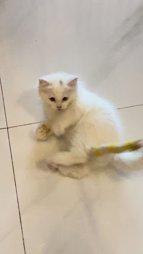 Cat Cafe by Cafe Meow Samui