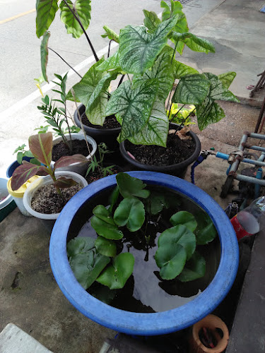 Comentarii opinii despre บูมไอศครีม(นาเกลือ พัทยา แหลมฉบัง นาจอมเทียน)