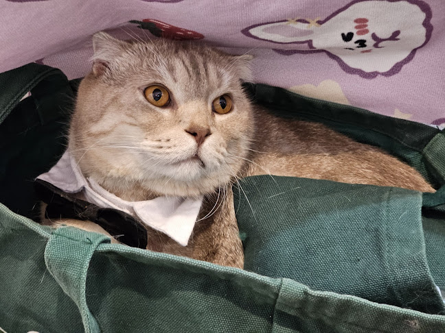 Cat cafe By Prosper. - การบริการอาหารและที่พัก