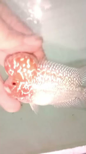 Opinii despre ฟาร์มปลาหมอสี กระทุ่มแบน Nong91 Crossbreed în อำเภอกระทุ่มแบน - การบริการอาหารและที่พัก