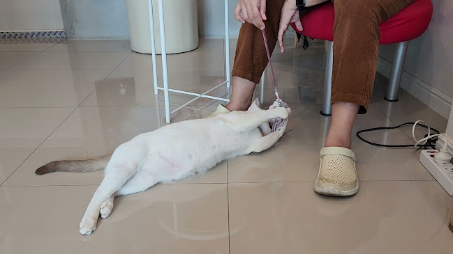 Comentarii opinii despre COFFEE HOUSE เฮ้ย…กาแฟ