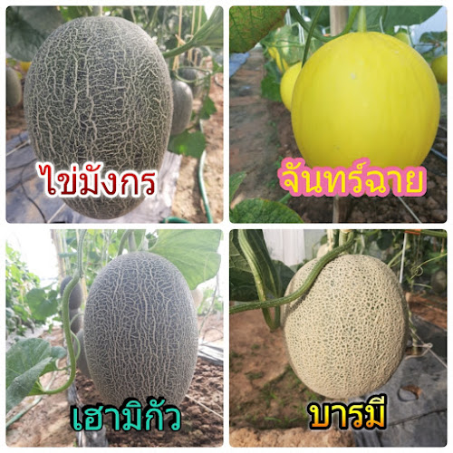 ถนน ควนตอ-บ้านควน ตำบล นาบินหลา เมือง ตรัง 92000