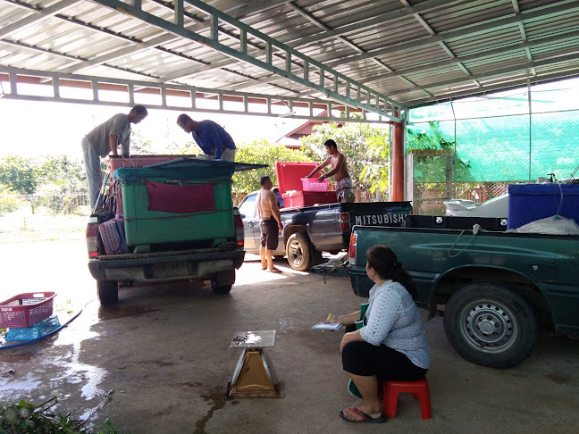 แพร่ กุ้งเต้น - เมือง