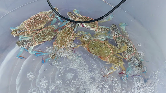 ตลาดแม่แดง (ตลาดสดเทศบาล 4) - อำเภอเมืองระยอง