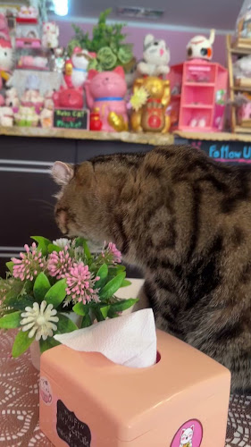 Neko Cat Cafe - การบริการอาหารและที่พัก