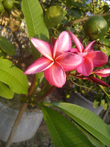 PN Internet - อำเภอ อาจสามารถ