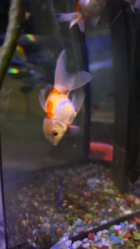 Nely Restaurant - อำเภอเกาะสมุย