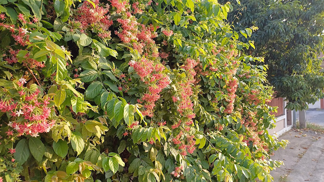 ร้านกาแฟชาวดอย - อำเภอบางละมุง