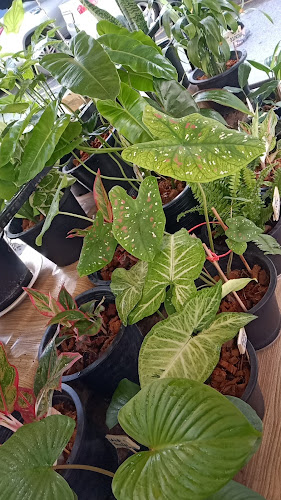 Comentarii opinii despre ต้นไม้กับกาแฟโบราณ