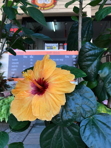 PENUCH COFFEE กาแฟพี่นุช - การบริการอาหารและที่พัก