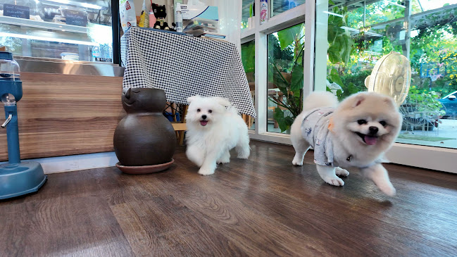Lang Baan (หลังบ้าน) Dog Cafe & Pet Friendly - การบริการอาหารและที่พัก