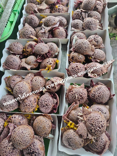 Opinii despre ขนมครกไส้โคตรทะลัก สาขาพัทยากลาง ซอยเนินพลับหวาน în อำเภอบางละมุง - การบริการอาหารและที่พัก