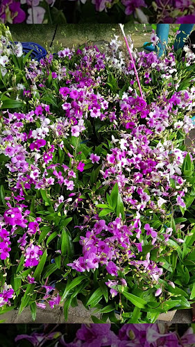 สวนผู้พันเมืองย่า ผู้พันตำแซ่บ