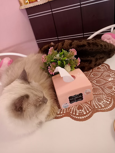 39, 57 ซอย ไสยวน ตำบล ราไวย์ Phuket, ภูเก็ต 83130