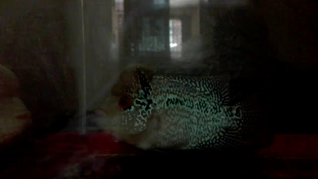 Tohavee Pizza - อำเภอหาดใหญ่