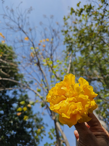 ร้านอาหารเฟื่องฟ้าปลาแม่น้ำ - อำเภอเมืองสุโขทัย