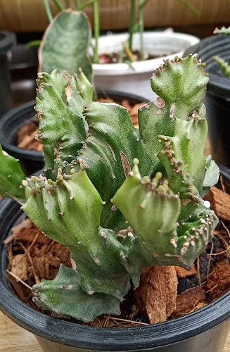 ต้นไม้กับกาแฟโบราณ