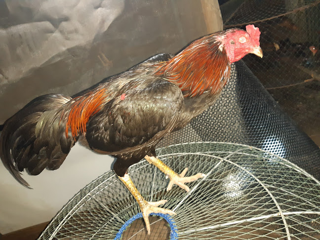 Рынок Висет - อำเภอเมืองภูเก็ต